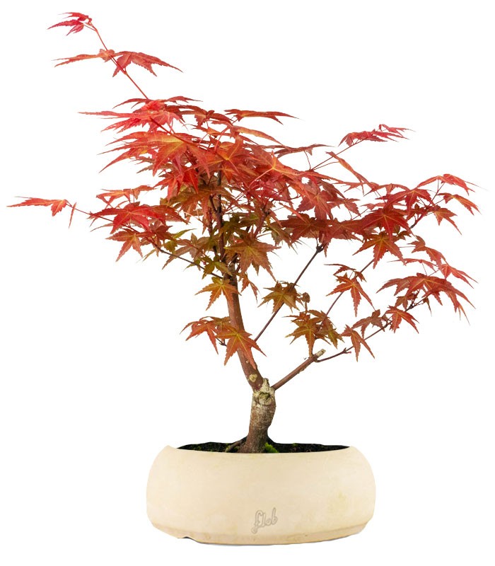 Acero Rosso L