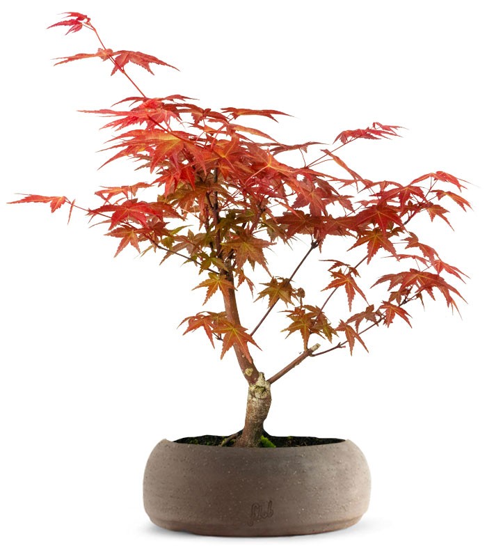 Acero Rosso L