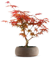 Acero Rosso L