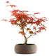 Acero Rosso L