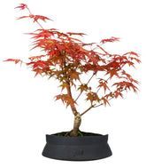 Acero Rosso L