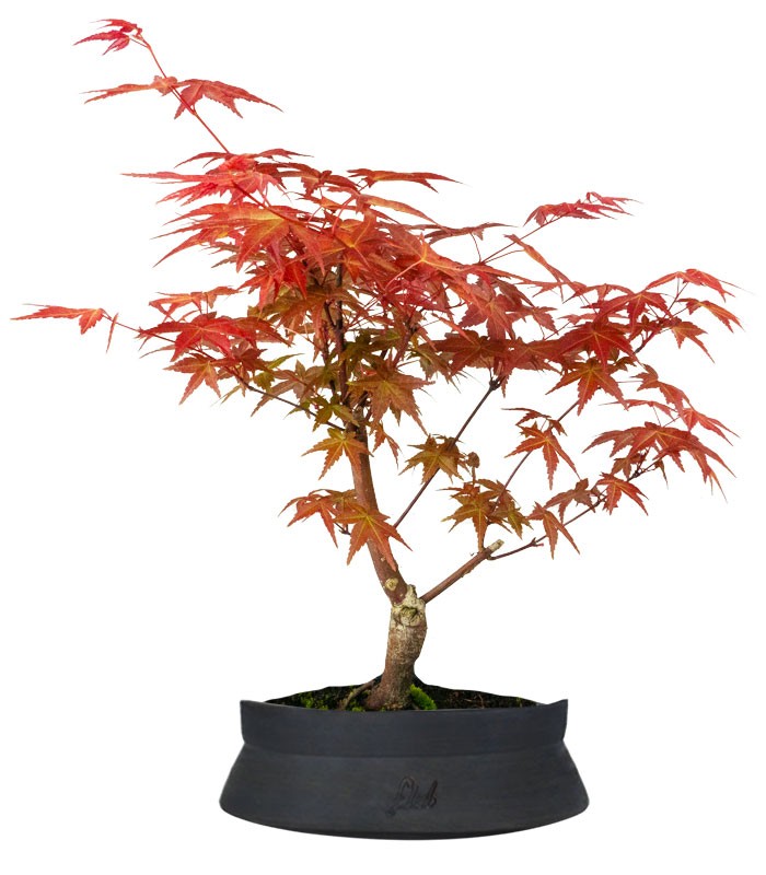 Acero Rosso L