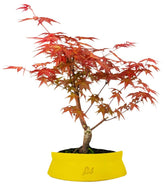 Acero Rosso L