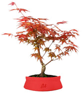 Acero Rosso L