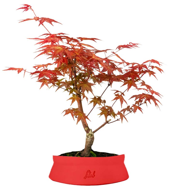Acero Rosso L