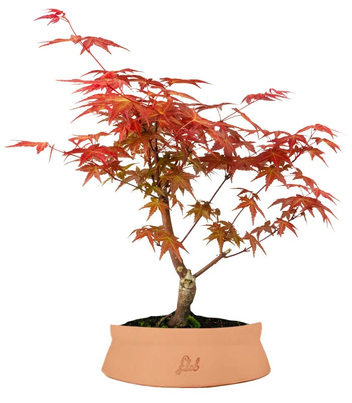 Acero Rosso L