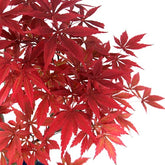 Acero Rosso L