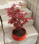 Acero Rosso L