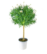 Margherita ad Alberello in Vaso Ø20 – H80 cm