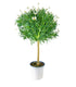 Margherita ad Alberello in Vaso Ø20 – H80 cm