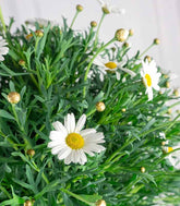 Margherita ad Alberello in Vaso Ø20 – H80 cm
