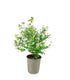 Spiraea x vanhouttei – Arbusto Fiorito in Vaso Ø18 H55 cm