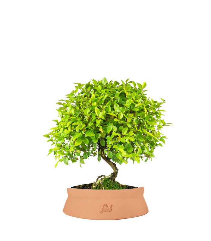 Sageretia Bonsai  