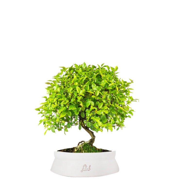 Sageretia Bonsai  