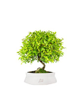 Sageretia Bonsai  