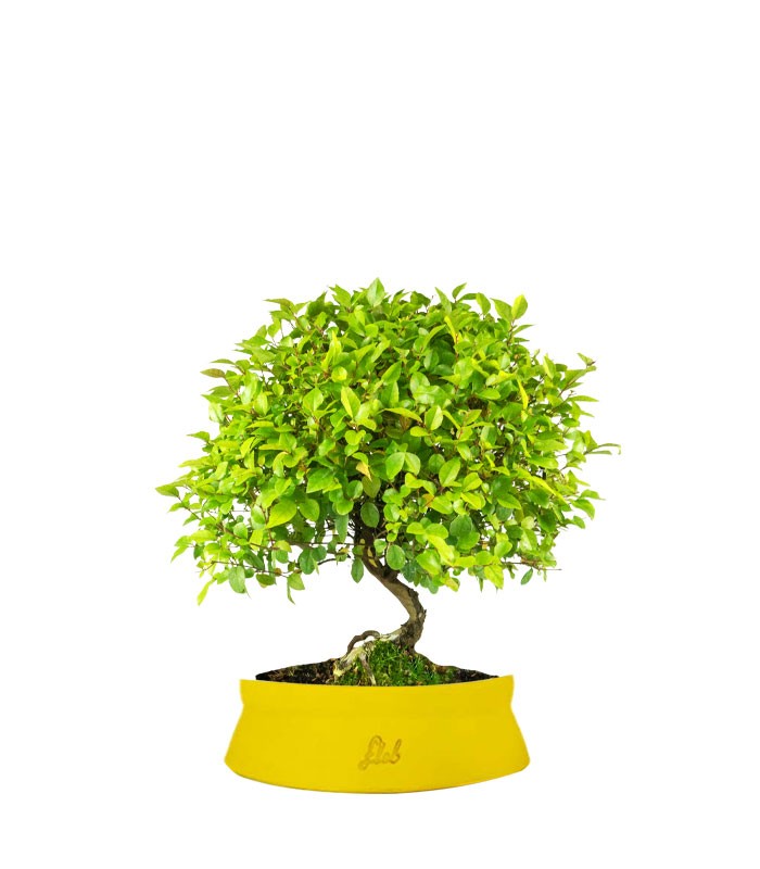 Sageretia Bonsai  