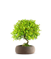 Sageretia Bonsai  