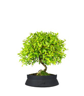 Sageretia Bonsai  