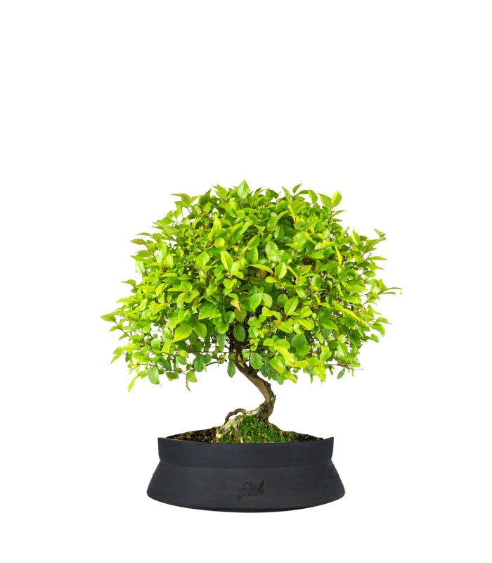 Sageretia Bonsai  
