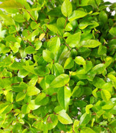 Sageretia Bonsai  