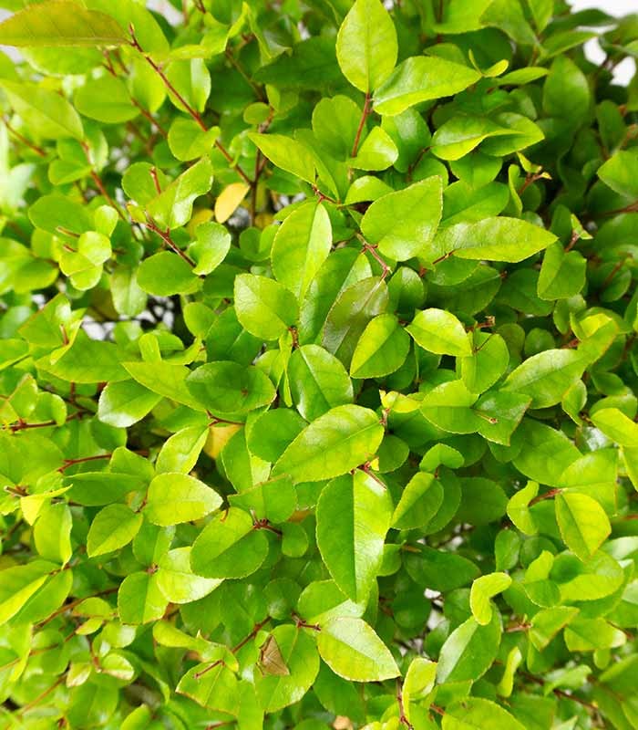 Sageretia Bonsai  