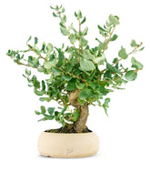 Quercia Sughera bonsai 14 anni | Esemplare unico 1