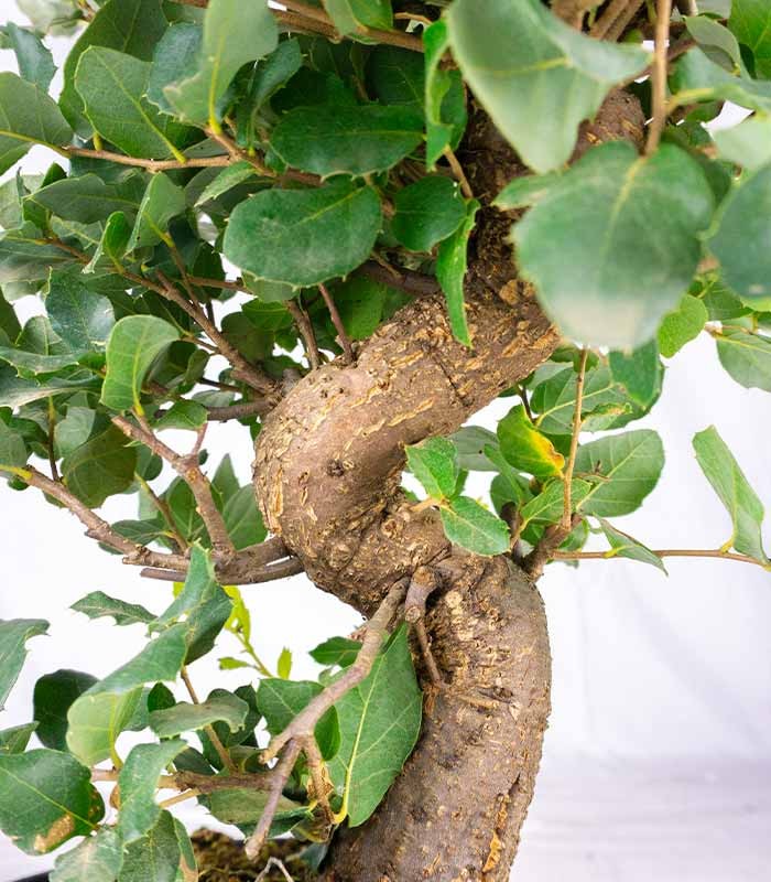 Quercia Sughera bonsai 14 anni | Esemplare unico 1