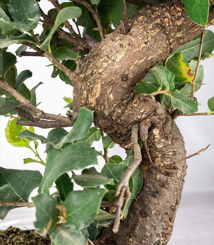 Quercia Sughera bonsai 14 anni | Esemplare unico 1