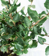 Quercia Sughera bonsai 14 anni | Esemplare unico 1