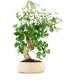Bonsai Quercia Sughera 14 anni | Esemplare unico 2