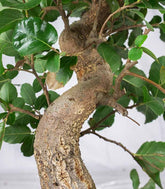 Bonsai Quercia Sughera 14 anni | Esemplare unico 2