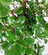 Bonsai Quercia Sughera 14 anni | Esemplare unico 2