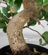 Bonsai Quercia Sughera 14 anni | Esemplare unico 2