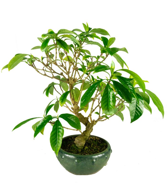 Gardenia Bonsai 17 anni – Vaso Ø15 H55 cm Esemplare
