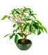 Gardenia Bonsai 17 anni – Vaso Ø15 H55 cm Esemplare
