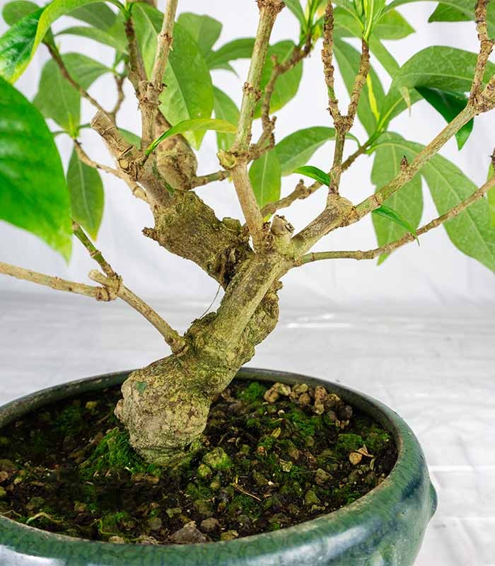 Gardenia Bonsai 17 anni – Vaso Ø15 H55 cm Esemplare