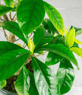 Gardenia Bonsai 17 anni – Vaso Ø15 H55 cm Esemplare