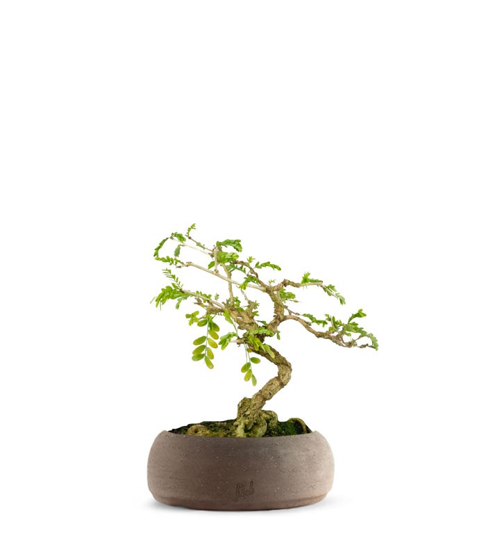 Bonsai Sesbania punicea – 14 anni – H25 cm