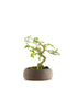 Bonsai Sesbania punicea – 14 anni – H25 cm