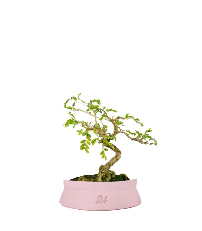 Bonsai Sesbania punicea – 14 anni – H25 cm