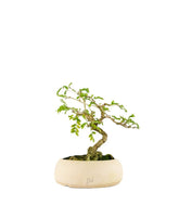 Bonsai Sesbania punicea – 14 anni – H25 cm