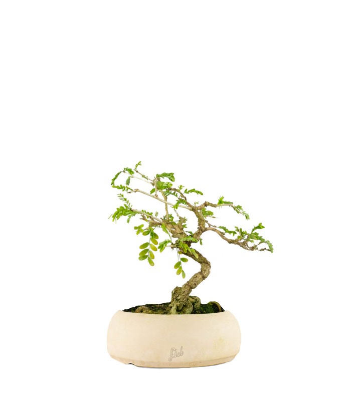 Bonsai Sesbania punicea – 14 anni – H25 cm