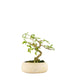 Bonsai Sesbania punicea – 14 anni – H25 cm