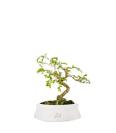 Bonsai Sesbania punicea – 14 anni – H25 cm
