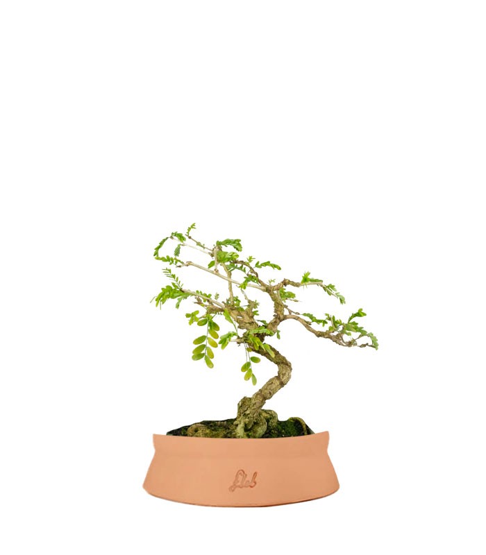 Bonsai Sesbania punicea – 14 anni – H25 cm