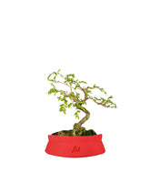 Bonsai Sesbania punicea – 14 anni – H25 cm
