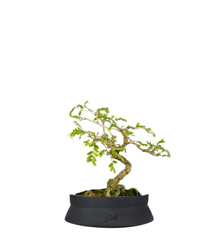 Bonsai Sesbania punicea – 14 anni – H25 cm