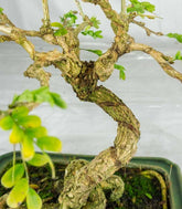 Bonsai Sesbania punicea – 14 anni – H25 cm