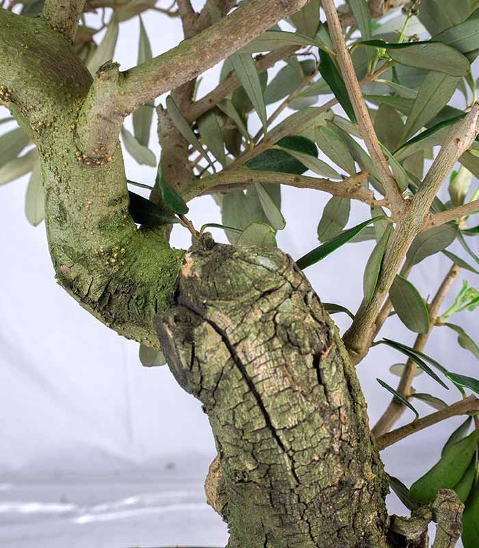 Olivo Esemplare 4. 12 anni