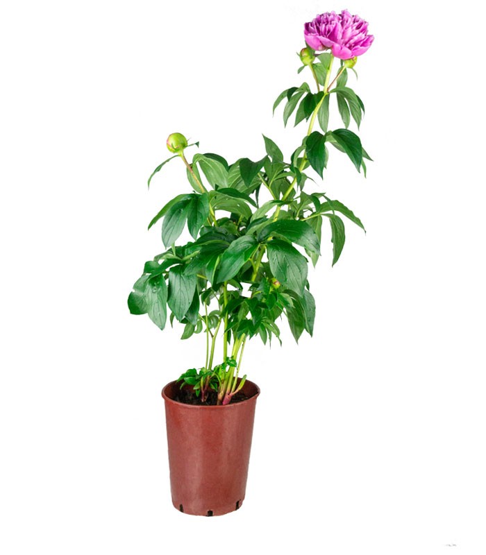 Peonia in Vaso Ø18 H75 cm – Bianca o Rosa